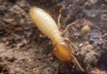 Louisiana Termite